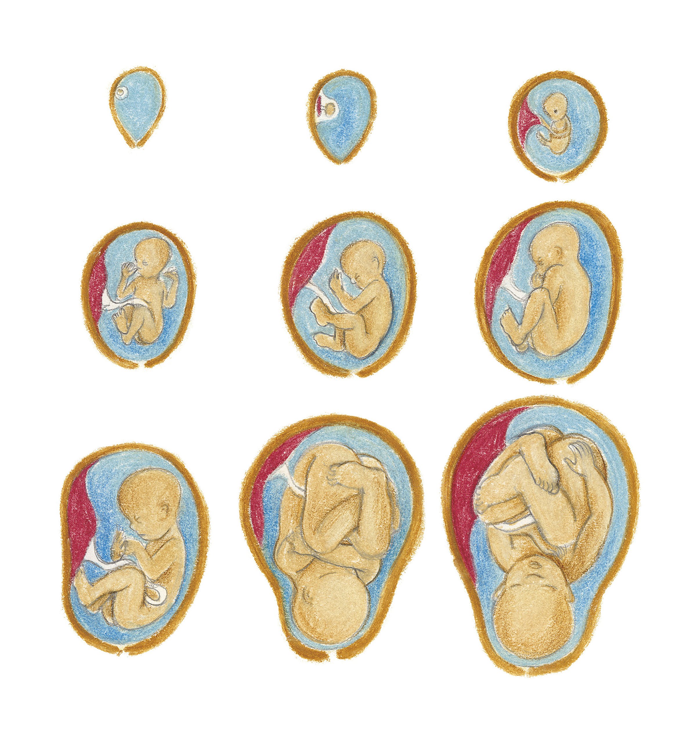 balthazar_et_comment_sont_faits_les_bebes_pedagogie_montessori_6